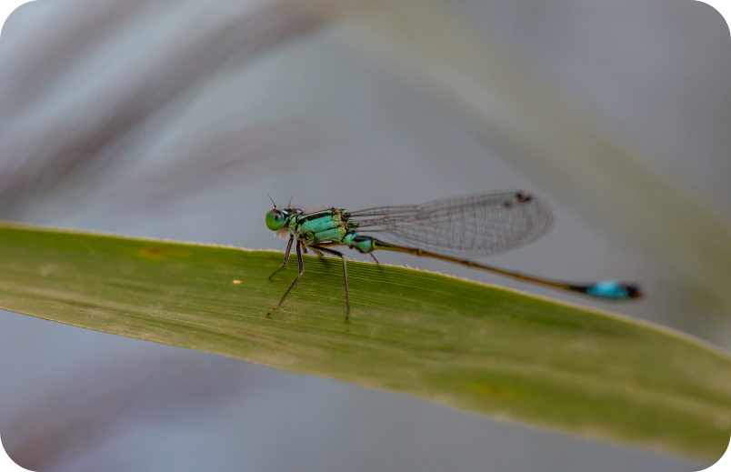 Комаха на рослині